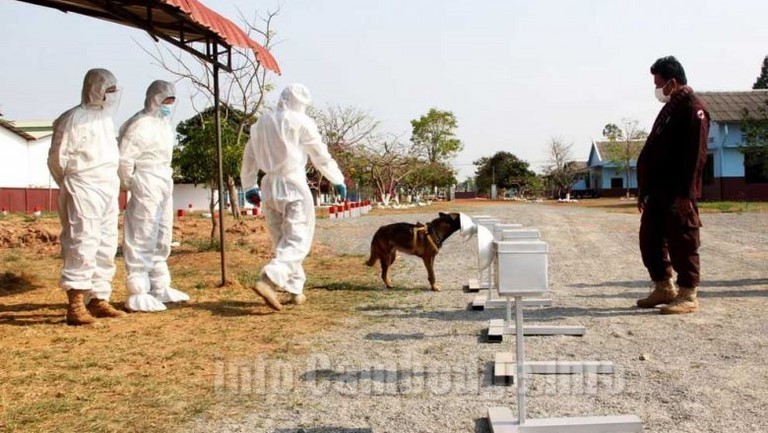chiens-renifleurs-covid-cambodge-actualité-francais-etranger-informations-news-business-center-cambodia-cendy-lacroix.png