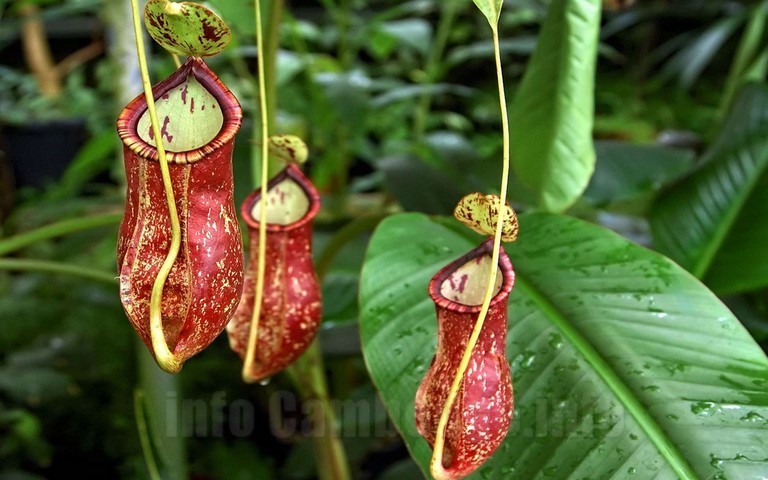 cambodge-actualité-francais-etranger-informations-news-business-center-cambodia-cendy-lacroix-biodiversité-plantes-flore-expat.png