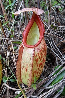 cambodge-actualité-francais-etranger-informations-news-business-center-cambodia-cendy-lacroix-biodiversité-plantes-flores-expat.png