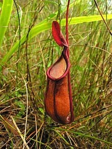 cambodge-actualité-francais-etranger-informations-news-business-center-cambodia-cendy-lacroix-biodiversité-plantes-flores-expat.png