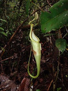 cambodge-actualité-francais-etranger-informations-news-business-center-cambodia-cendy-lacroix-biodiversité-plantes-flores-expat.png