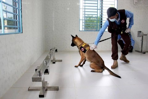 chiens-renifleurs-cambodge-actualité-francais-etranger-informations-news-business-center-cambodia-cendy-lacroix.png