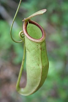 cambodge-actualité-francais-etranger-informations-news-business-center-cambodia-cendy-lacroix-biodiversité-plantes-flores-expat.png